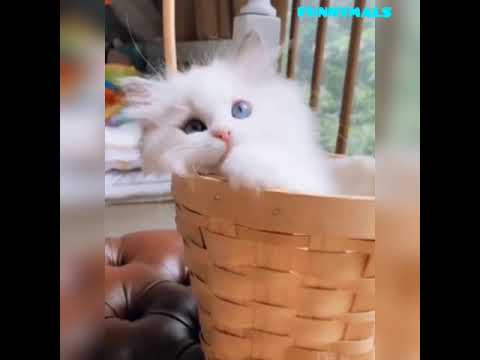 Funny Pet's Compilation #3 - YouTube