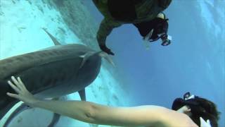 Video voorbeeld van "Under the Sea   Watching the sharks"