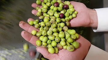Discovery: optical sorting machine for olives | RAYTEC VISION SpA