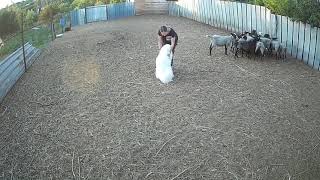 Indigo Prime Avalanche Wind Aka Kelso Herding Traning Samoyed