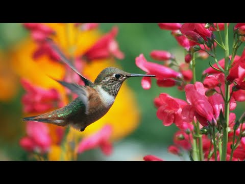 Sound of birdsong-Ο