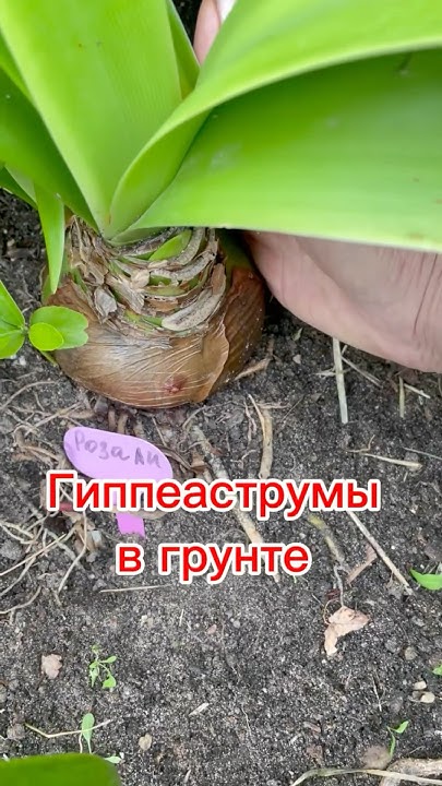Три плюса посадки Гиппеаструмов в грунт #гиппеаструм #цветы 🌺 - YouTube