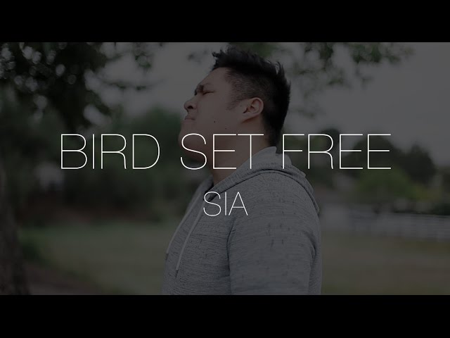 Bird Set Free | Sia | Cover by Justin Critz class=