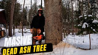 Massive dead ash tree.