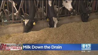 Dumping Milk?