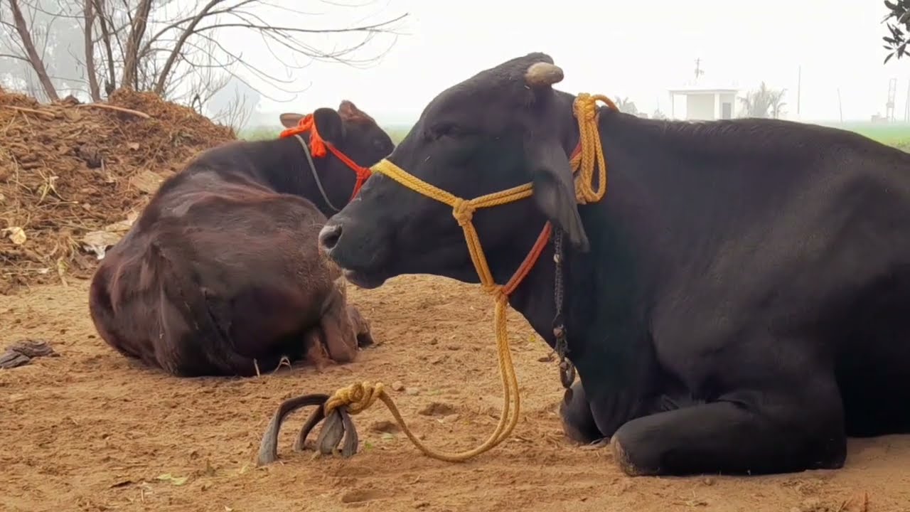 Village Life in Winter – Farm Edition 🐃🐄🐕