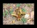 АСТРАГАЛ  (ASTRAGALUS)  сем. Бобовые