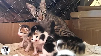 Mama cat is talking to her meowing newborn kittens and checking on them over and over