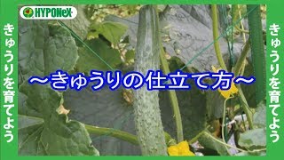 立派なきゅうりを育てるコツ 仕立て方のポイント おいしいきゅうりの育て方 03 Youtube