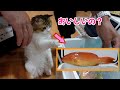 耳ダニ症の治療をがんばっている子猫に高級魚のスジアラを釣ってきてあげました 笑