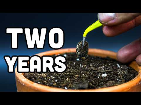 I Grew a Cactus from Seed for 2 Years (Time-Lapse)