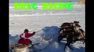Super Drag Racing North Pole (Супер Гонки На Оленях 402 Метра) 2017