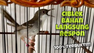 Pancingan Ciblek Agar Bunyi Gacor Langsung Nembak Ngebren, Ciblek Bahan Pasti Respon | Kicau Tembak