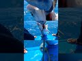 #pescaria