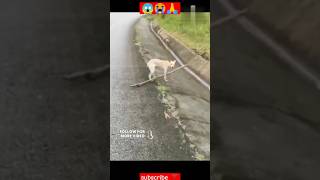 Omg! 😭| Poor Dog Was Stranded In Wire 😱