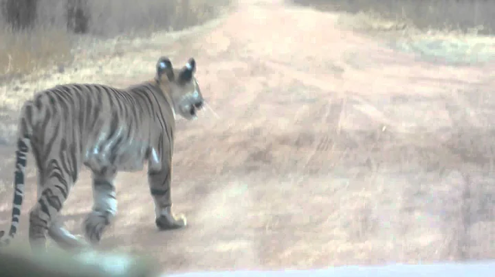 Tiger cub is alert by a Sambar's call - TATR