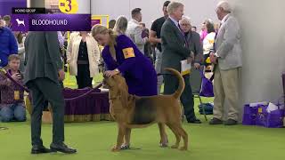 Bloodhounds | Breed Judging 2025