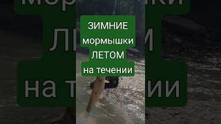 Зимние мормышки летом на течении. Поплавок Высоцкого ПРОНЫРА. #поплавок_высоцкого #pronyra #кораблик