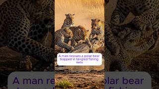 A pride of leopards unite to fight off a crocodile to protect their weak cub #rescue #crocodile