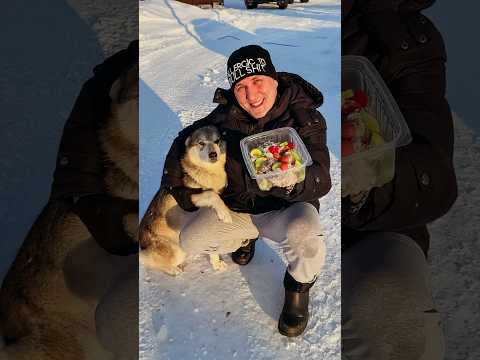 ОБЕД ДЛЯ БЕЗДОМНОЙ СОБАКИ