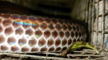 HAI CÁI BẪY VÔ ĐẦU DÍNH RẮN LÀ THẤY KHOÁI@