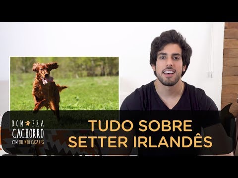 Vídeo: Um setter irlandês perde pelos?