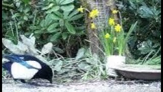 Young Magpie Bird On Early Spring Sunday Visit To My Cottage Garden Scone Perth Perthshire Scotland