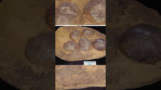 Hallan Embrión De Dinosaurio Dentro De Un Huevo Fosilizado