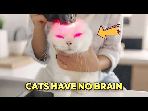 Cats have no brain