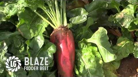 Blaze Fodder Beet | High Yields | Highly digestible
