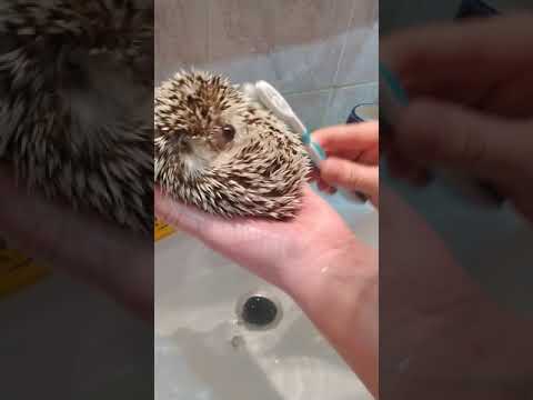 Как купать ежа