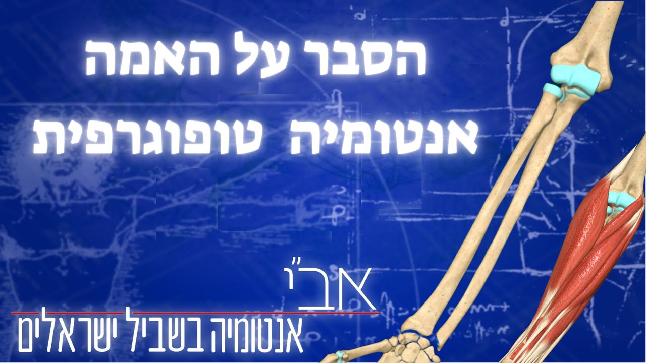 אנטומיה טופוגרפית של האמה- חלק משיעור חמישי של מפגשי אנטומיה ופציעות ...