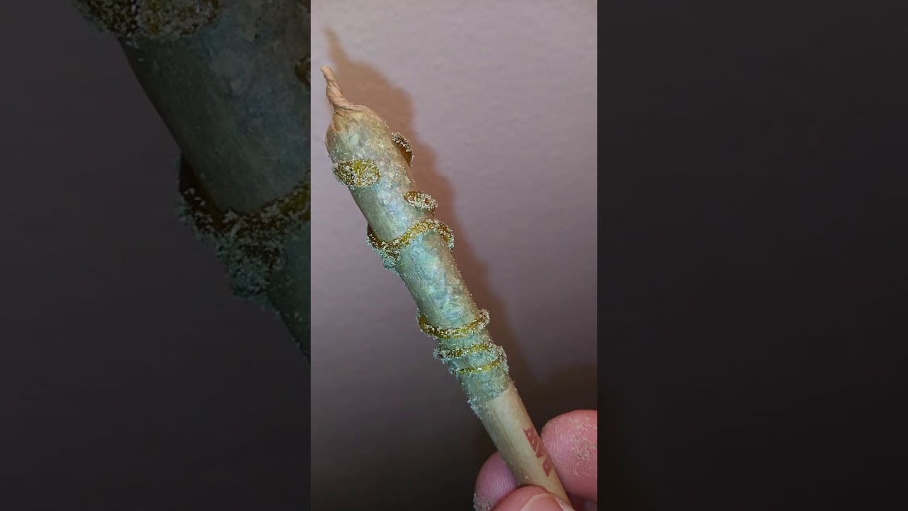 Regular Sized Raw Cone Wrapped in Shatter and kief