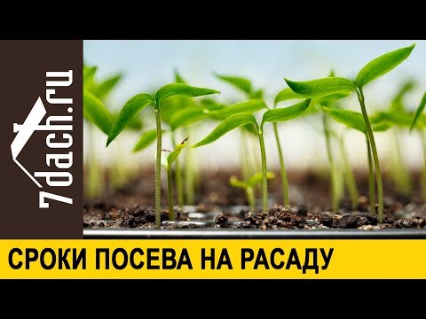 Видео: Климат и почва на Ленинградска област, отглеждане на зеленчуци
