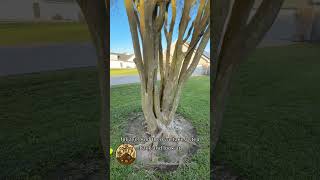 Healthy vs. Diseased Crepe Myrtle (What Not to Do)