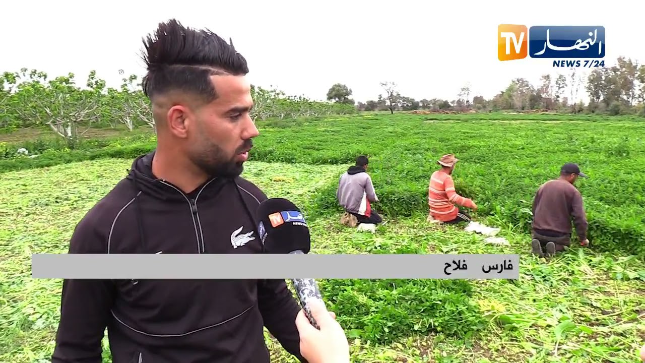 زراعة النعناع والبقدونس..   إستثمار فارس قبل رمضان