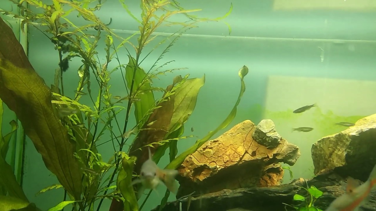 danio rerio genome size Wild caught Danio rerio, Zebra danio