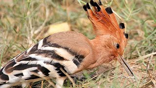 Eurasian hoopoe (Upupa epops) feeding
