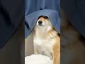 見て欲しくてたまらない柴犬 #柴犬