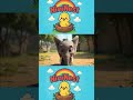 Zoo Animals
