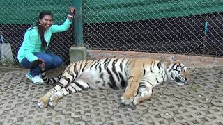 Chang Mai Thailand Ep9 Touching living tigers &  taking photos