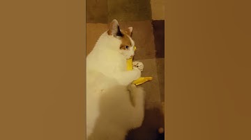 Cat Goes Bananas 😹🍌 #catnip #crazycat #cattoy