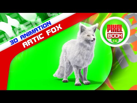 Green Screen Arctic Fox Animals 3D Animations PixelBoomCG
