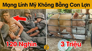 Chuyện Thật Như Đùa: Mạng Lính Mỹ Trên Chiến Trường Không Bằng 1 Con Lợn Việt Nam