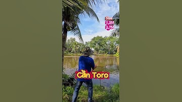Cần Toro Kéo CÁ Tra Quá Đã Quá Phê - Rẻ Mà Ngon #Shorts
