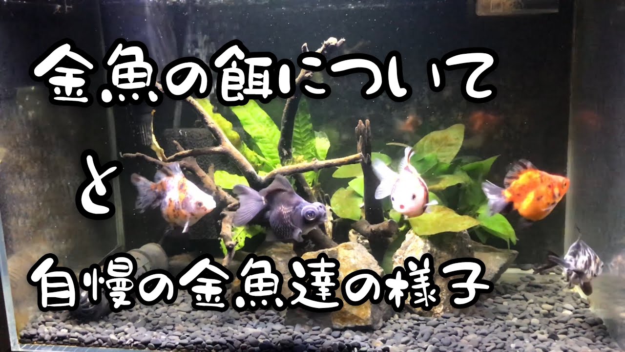 The 道の駅金魚 今回はクオリティ高い 後半はインスタのめちゃくちゃ可愛い金魚をご紹介 金魚大好き悠tube Youtube The 道の駅金魚 今回はクオリティ高い 後半はインスタのめちゃくちゃ可愛い金魚をご紹介 金魚大好き悠tube Youtube