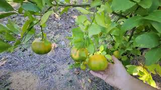 Harvesting Mandarins.