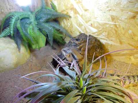 Blauzungenskink - YouTube
