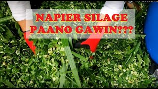 Paano gumawa ng Napier Silage  | How to make Napier Grass Silage | GOAT FARMING PHILIPPINES