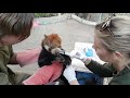 Saving red pandas in nepal  perth zoo
